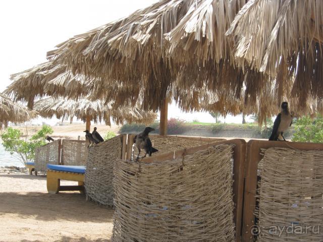 пляж с воронами