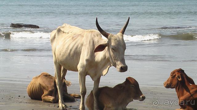 Вообщем жить можно.