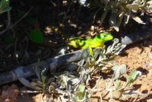 фото Aquila Rithymna Beach