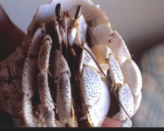 фото Munamar Beach Hotel