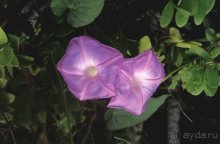 фото Marmaris Park