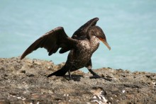 Больше плюсов,чем минусов!