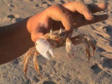 фото Sheraton Soma Bay