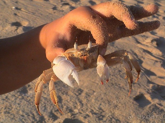 Такие крабы живут по-соседству с отелем.
