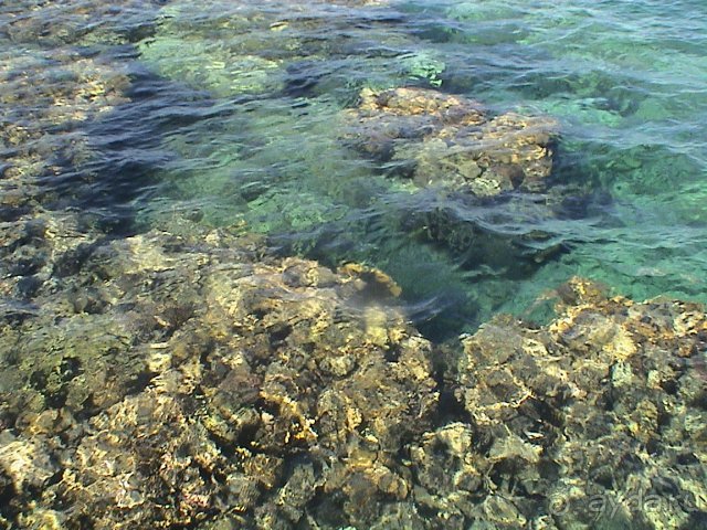 Море,кораллы,Шератон