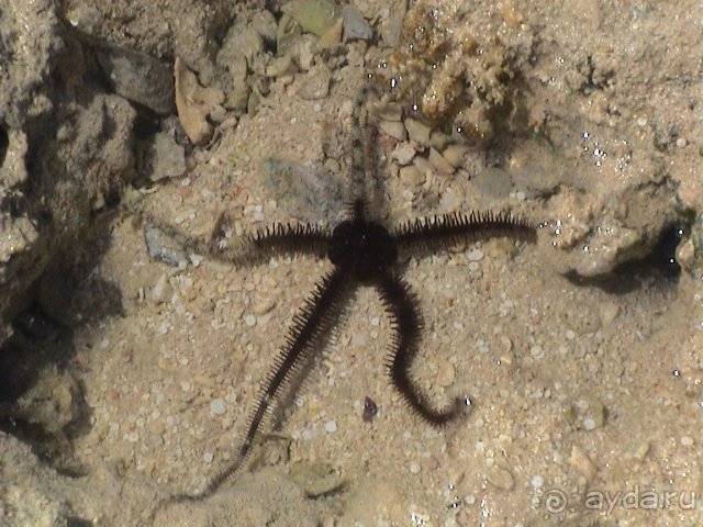 В Шератоне есть все и даже морские звезды!