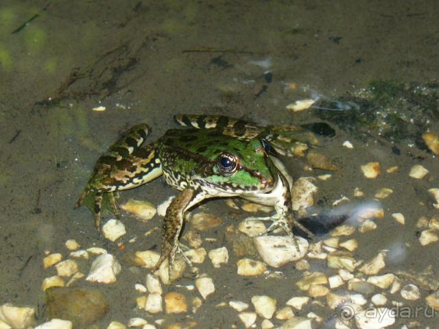 фото Lykia Botanika Beach & Fun Club