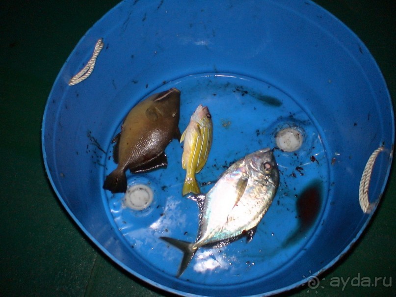 Рыбалка на Мальдивах