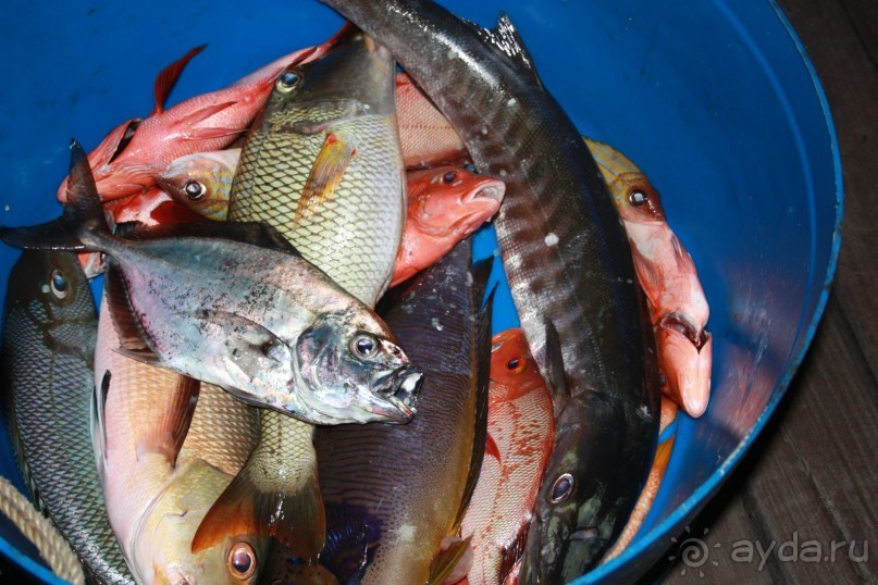 Рыбалка на Мальдивах