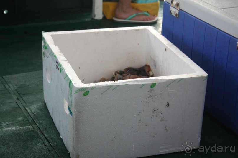 Рыбалка на Мальдивах