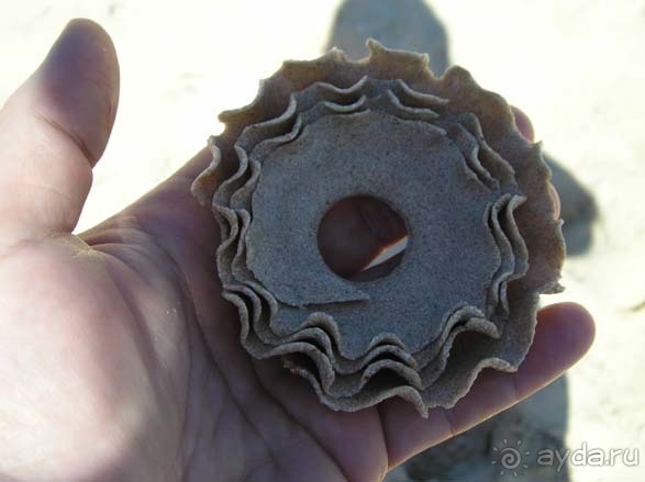 Чудо природы "песчаная роза"