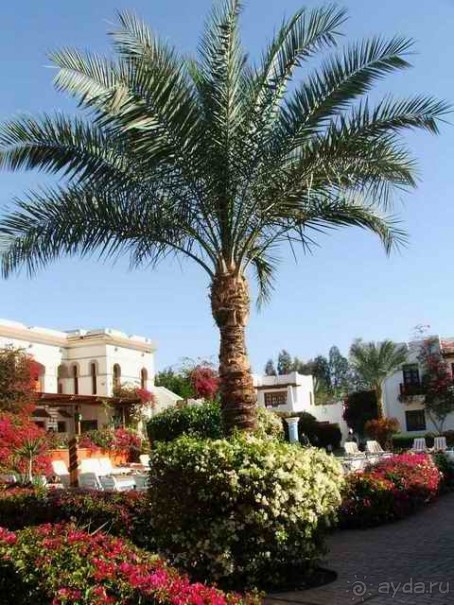 фото Mexicana Sharm Resort