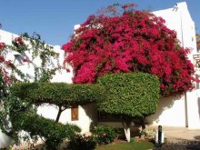 фото Mexicana Sharm Resort