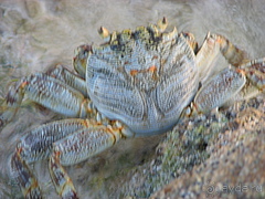 Мальдивы отель Herathera  атолл Addu