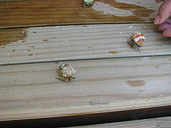 Мальдивы отель Herathera  атолл Addu