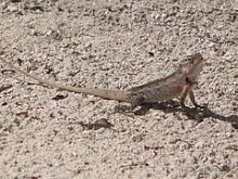 Мальдивы отель Herathera  атолл Addu