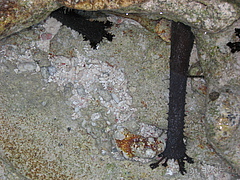 Мальдивы отель Herathera  атолл Addu