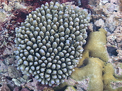 Мальдивы отель Herathera  атолл Addu