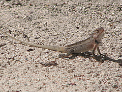 Мальдивы отель Herathera  атолл Addu