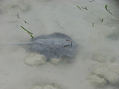 Мальдивы отель Herathera  атолл Addu