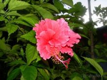 фото Adaaran Select Meedhupparu 