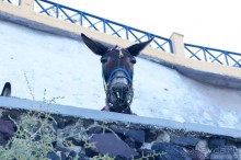 Бархатный отпуск на Крите + поездка на Санторин