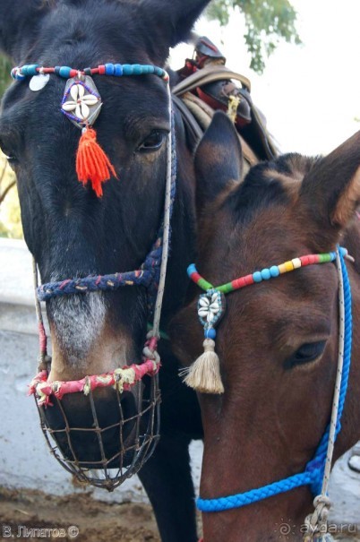 Бархатный отпуск на Крите + поездка на Санторин