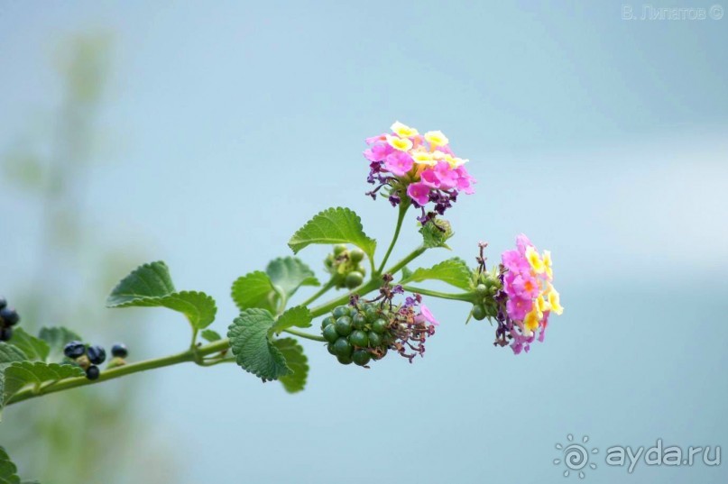 Бархатный отпуск на Крите + поездка на Санторин