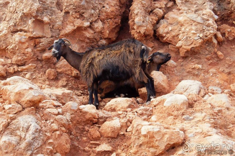Бархатный отпуск на Крите + поездка на Санторин