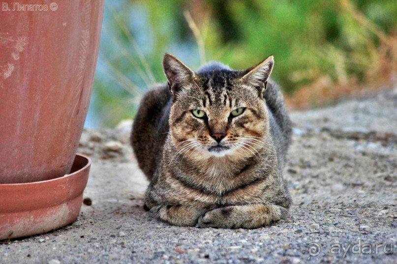 Бархатный отпуск на Крите + поездка на Санторин