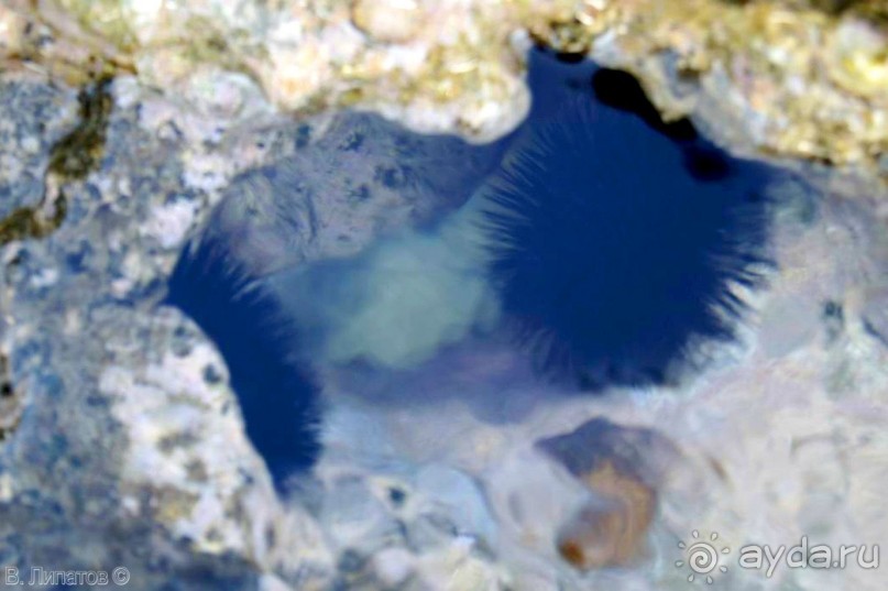 Бархатный отпуск на Крите + поездка на Санторин