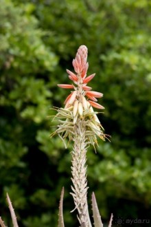 Южная Италия