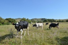 Альбом отзыва "о.Менорка Балеарские острова"