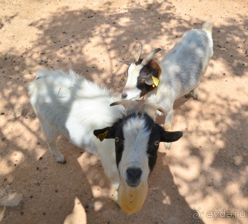 Альбом отзыва "о.Менорка Балеарские острова"