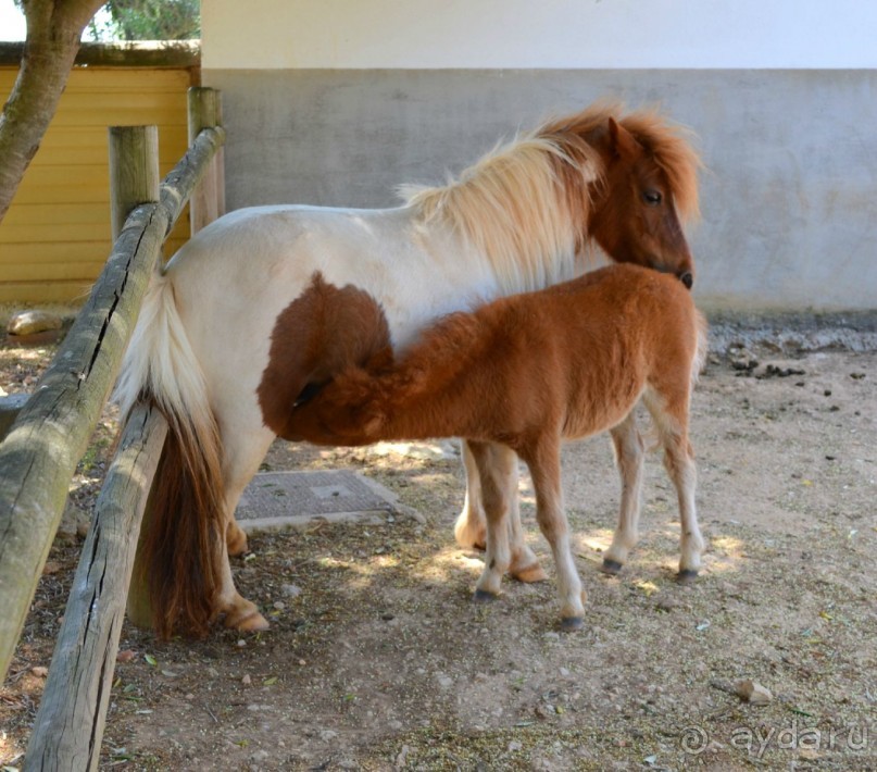 Альбом отзыва "о.Менорка Балеарские острова"