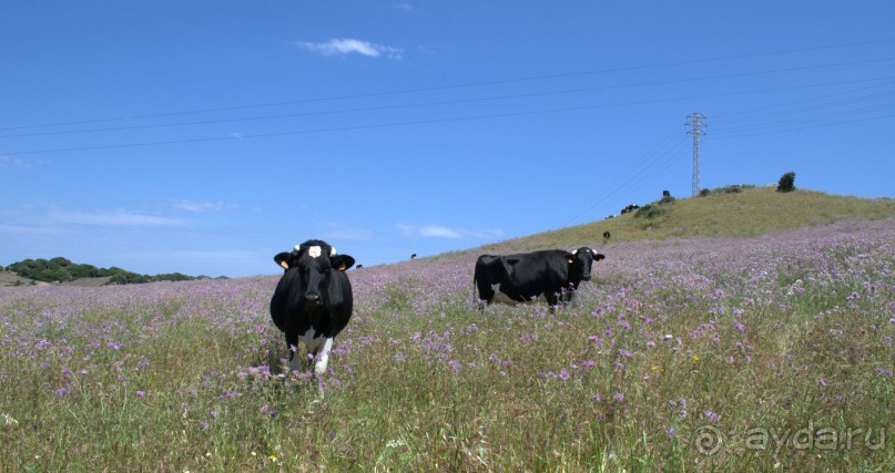 фото Менорки
