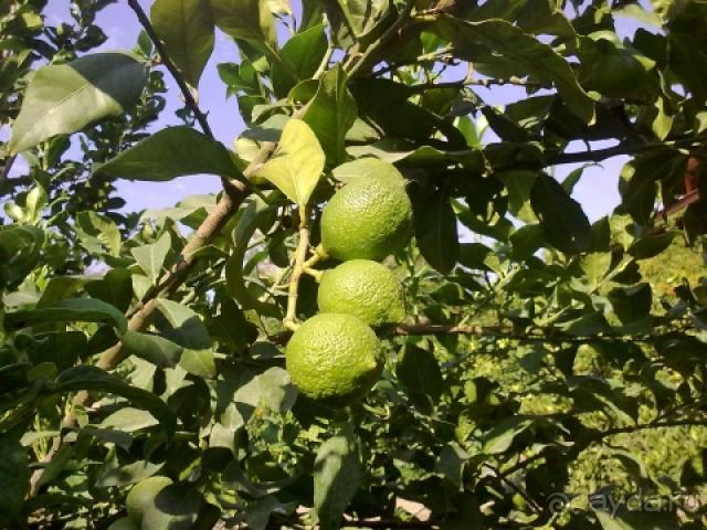 Хороший отзыв за рузумные деньги