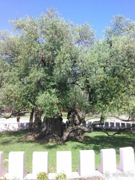  «Жемчужный берег/Biserna obala» - Черногория