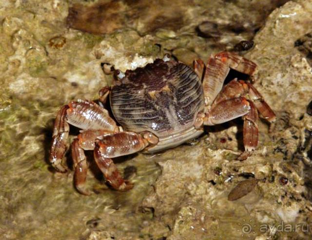 фото Labranda Club Makadi