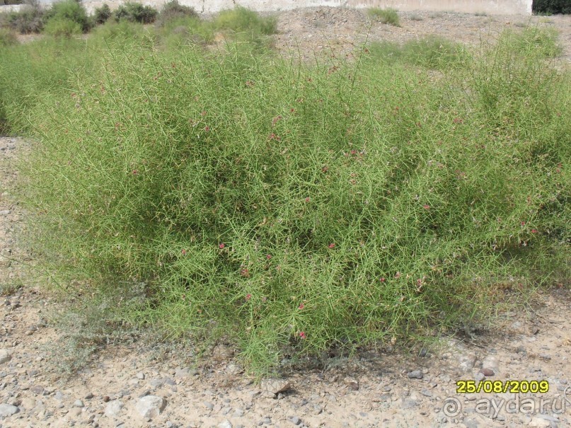 Альбом отзыва "На машине в Туркменистан"