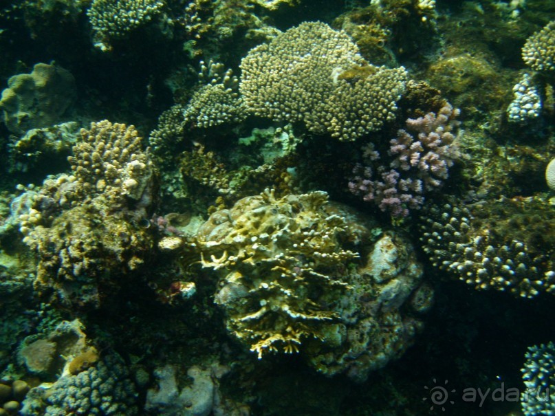 фото Dreams Beach Resort