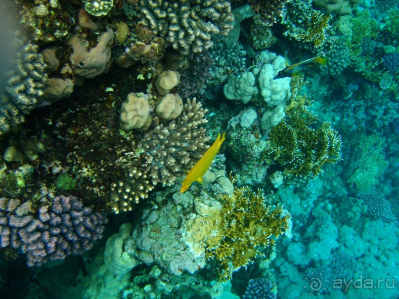 фото Dreams Beach Resort