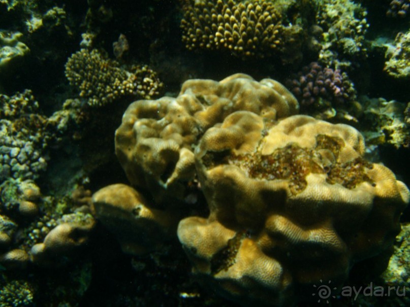 фото Dreams Beach Resort