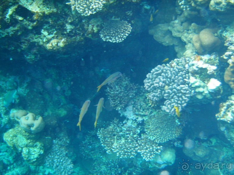 фото Dreams Beach Resort