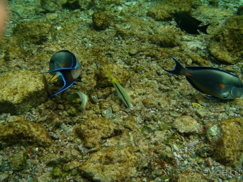 фото Dreams Beach Resort