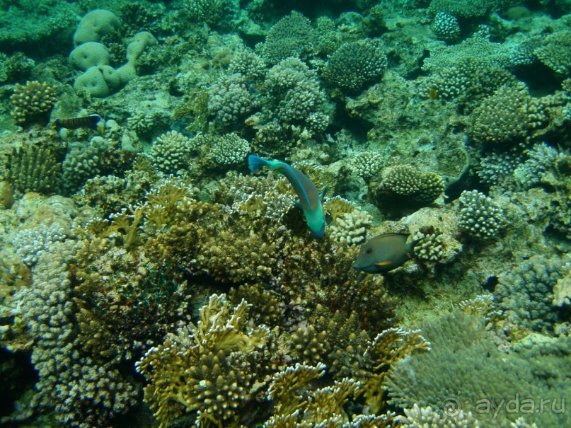 фото Dreams Beach Resort