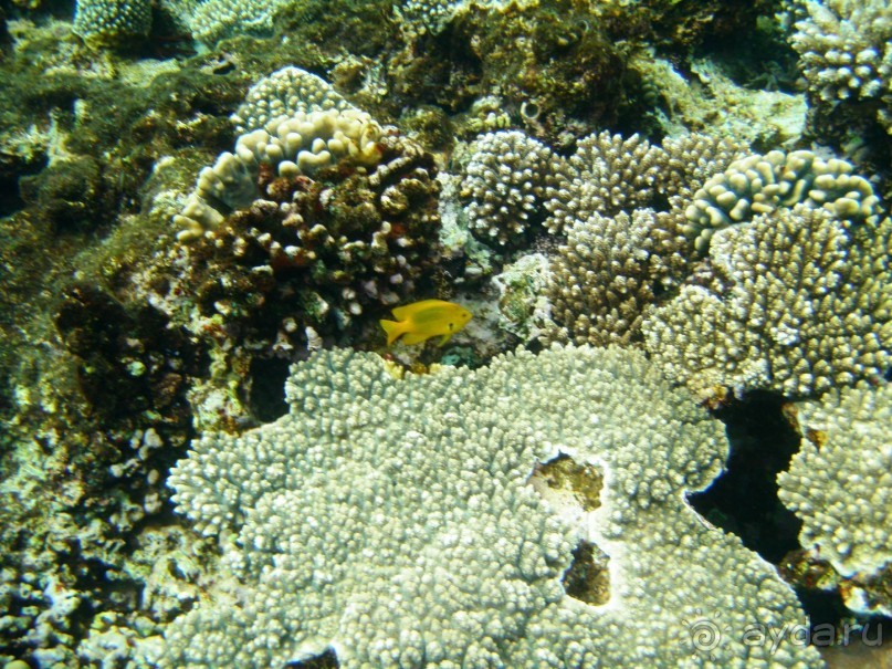 фото Dreams Beach Resort