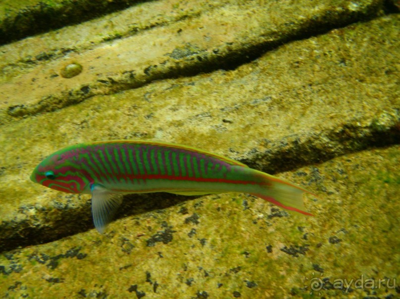 фото Dreams Beach Resort