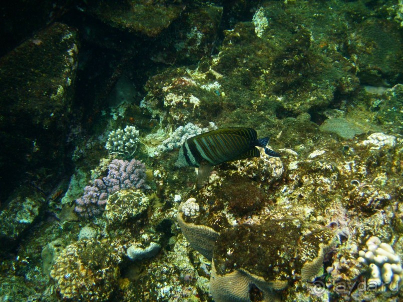 фото Dreams Beach Resort