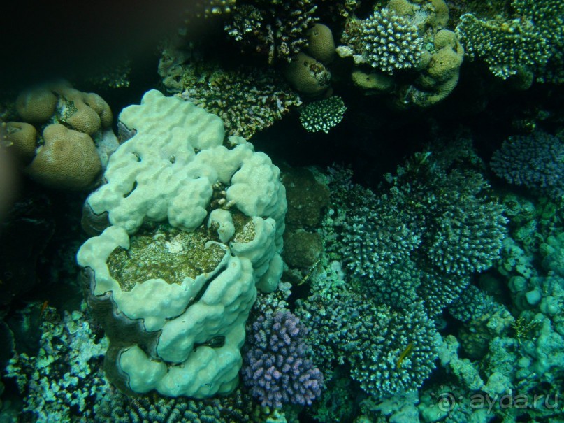 фото Dreams Beach Resort